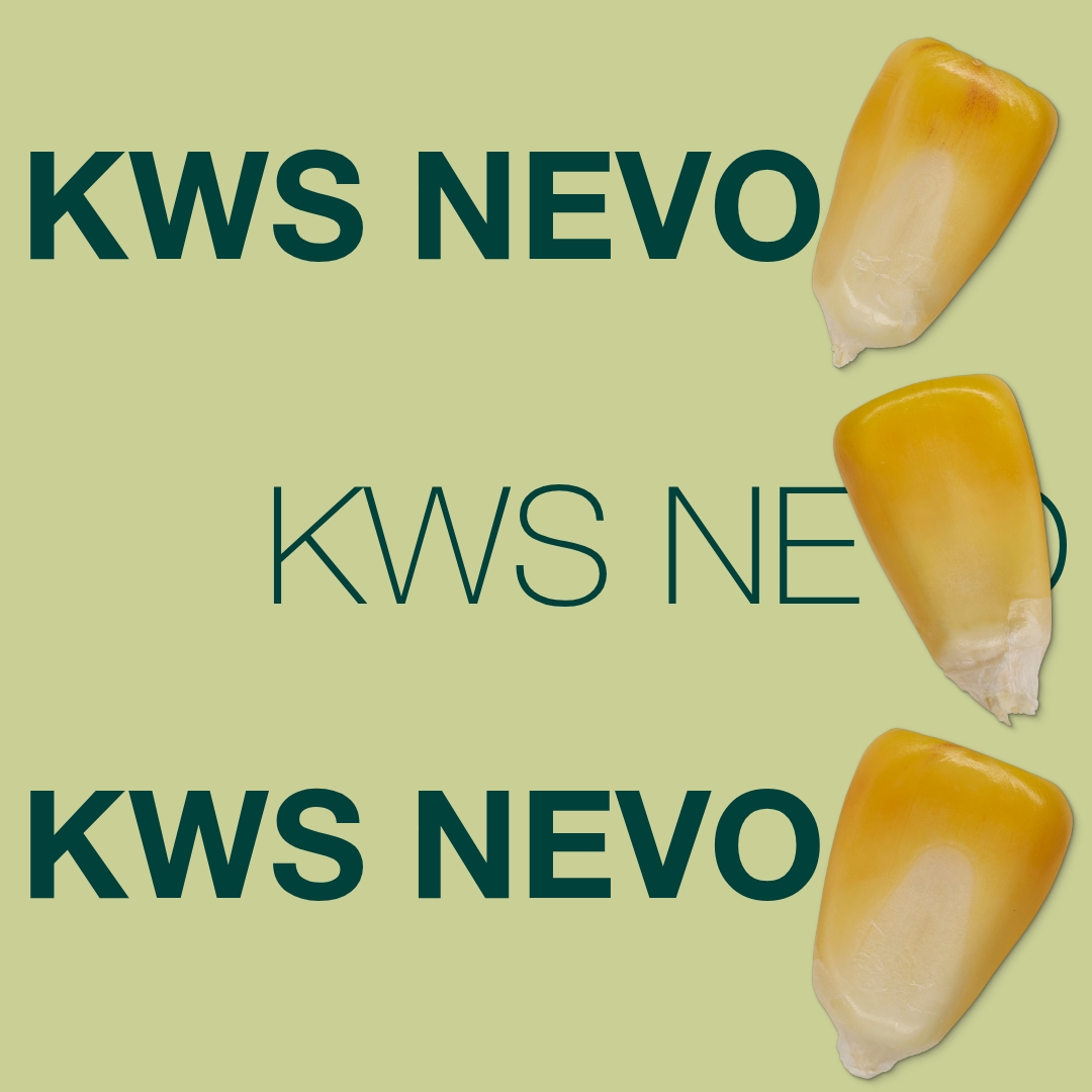kws_nevo_keyvisual_lv_1x1_1.jpg