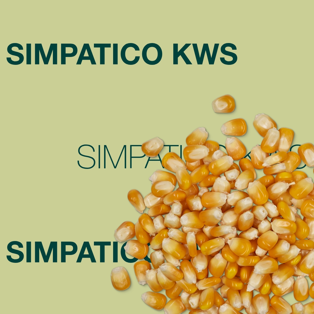simpatico_kws_keyvisual_lv_1x1_1.jpg