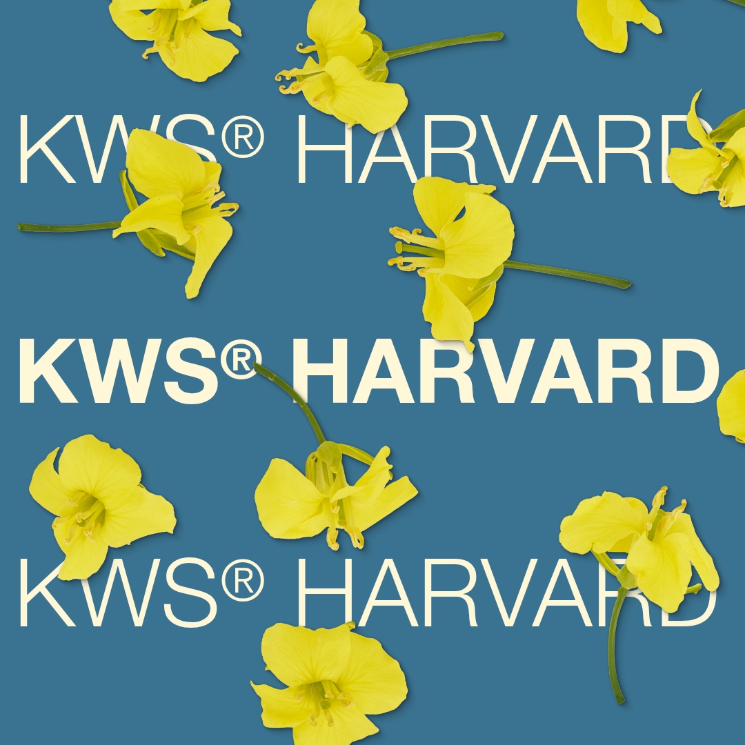 kws_harvard_keyvisual_lv_1x1_1.jpg
