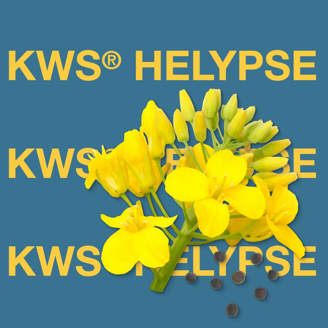 kws_helypse_keyvisual_lv_1x1_1.jpg