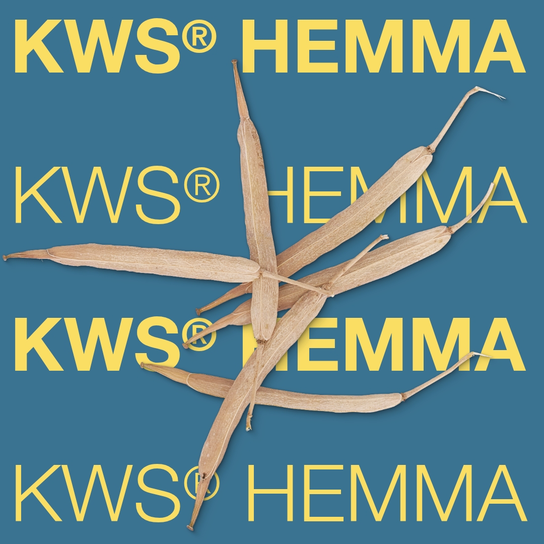 kws_hemma_keyvisual_lv_1x1_1.jpg