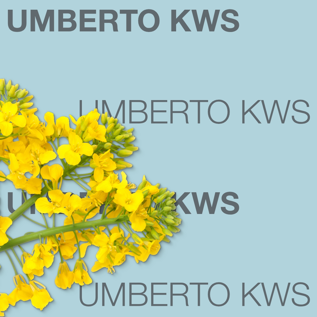 umberto_kws_keyvisual_lv_1x1_1.jpg