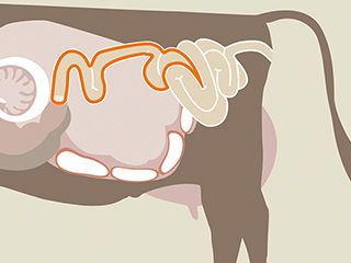 Ilustrație de vacă, zonă evidențiată: Intestinul subtire