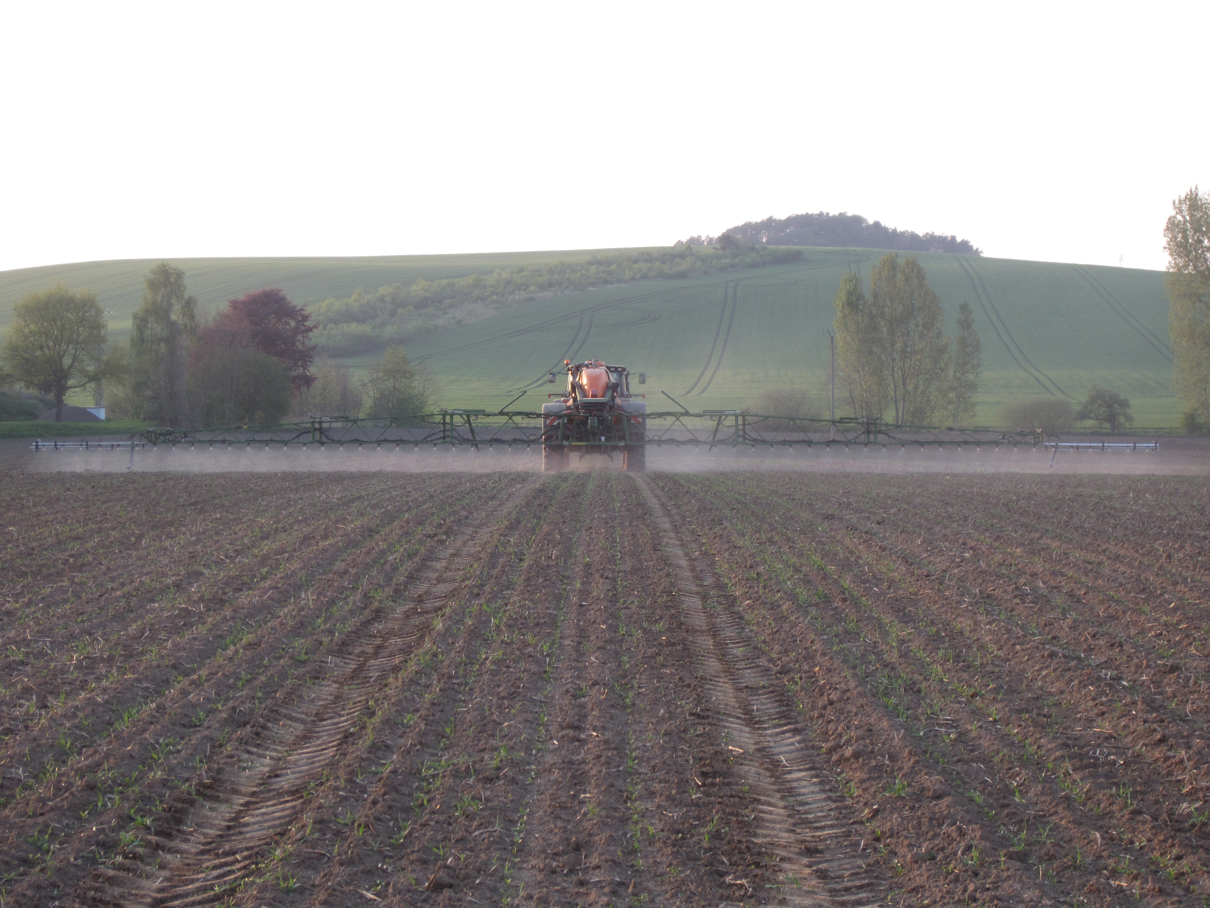 Healthy sugarbeet