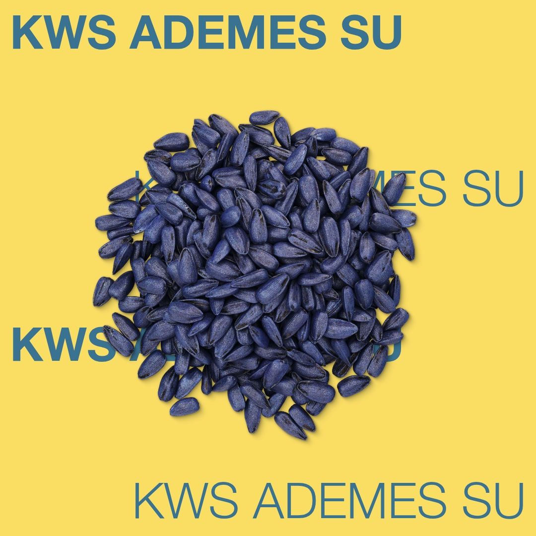 kws_ademes_su_keyvisual_md_1x1_1.jpg