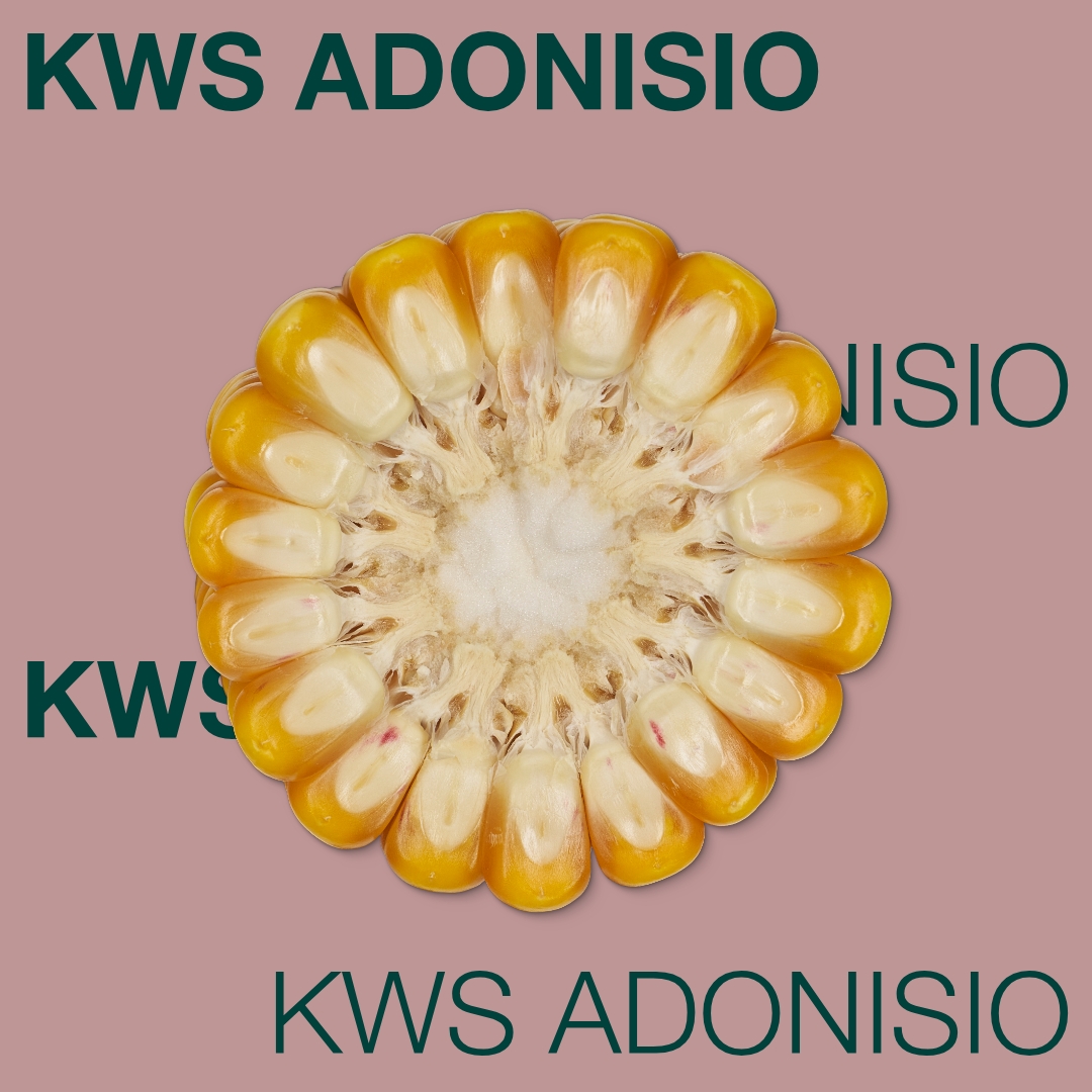 kws_adonisio_keyvisual_md_1x1_1.jpg