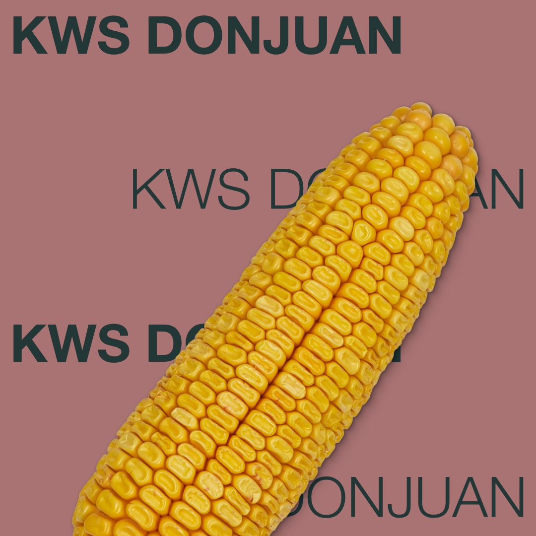 kws_donjuan_keyvisual_md_1x1_1.jpg
