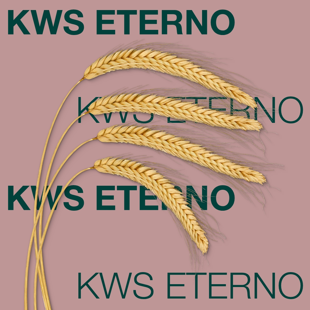 kws_eterno_keyvisual_md_1x1_1.jpg