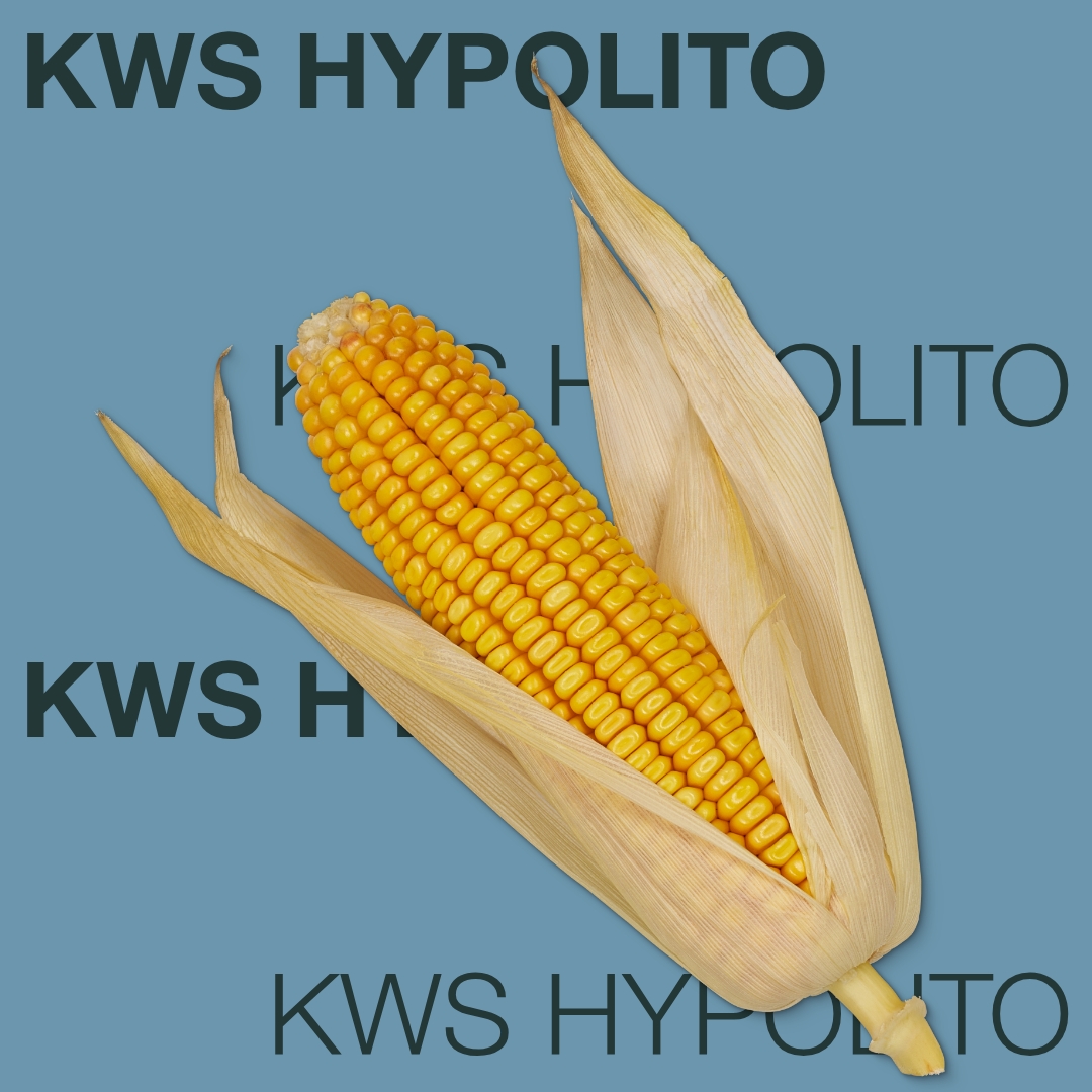 kws_hypolito_keyvisual_md_1x1_1.jpg