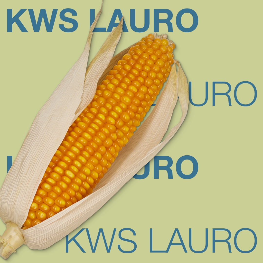 kws_lauro_keyvisual_md_1x1_1.jpg
