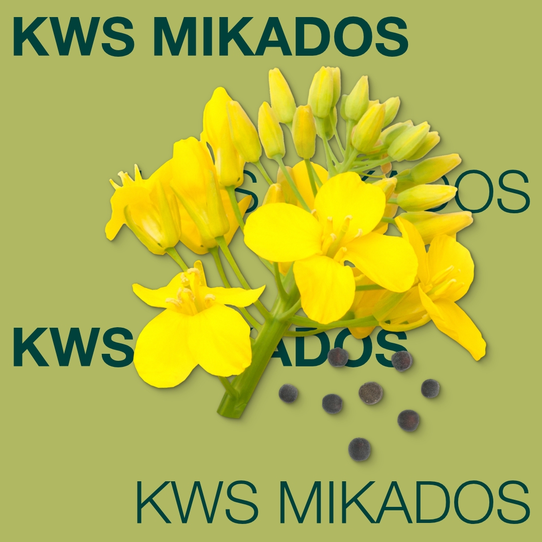kws_mikados_keyvisual_md_1x1_1.jpg