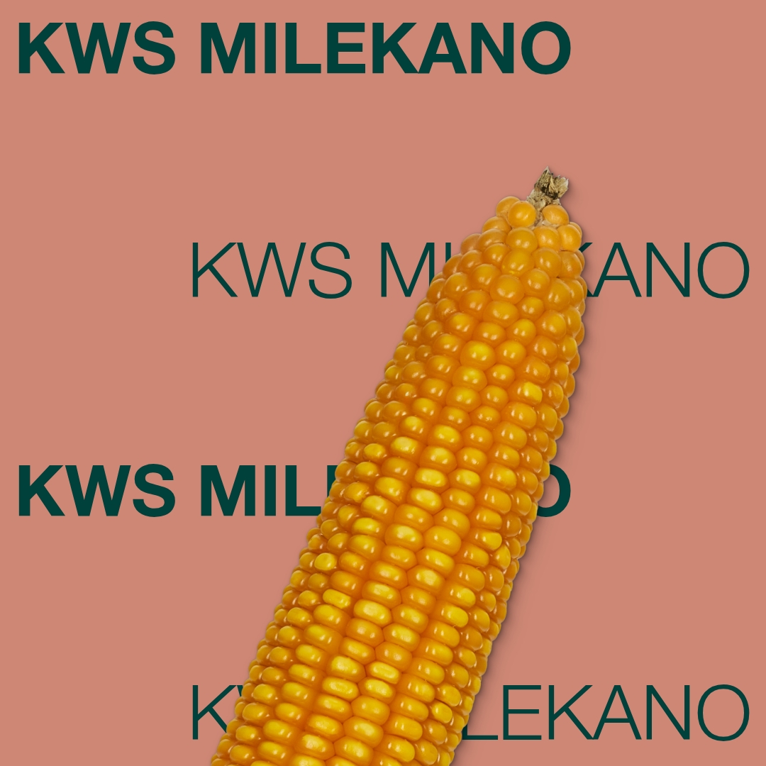 kws_milekano_keyvisual_md_1x1_1.jpg