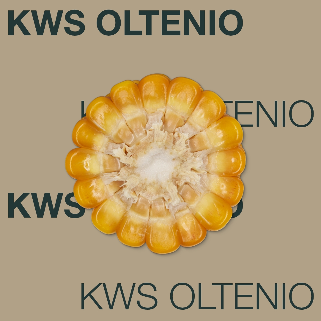 kws_oltenio_keyvisual_md_1x1_1.jpg
