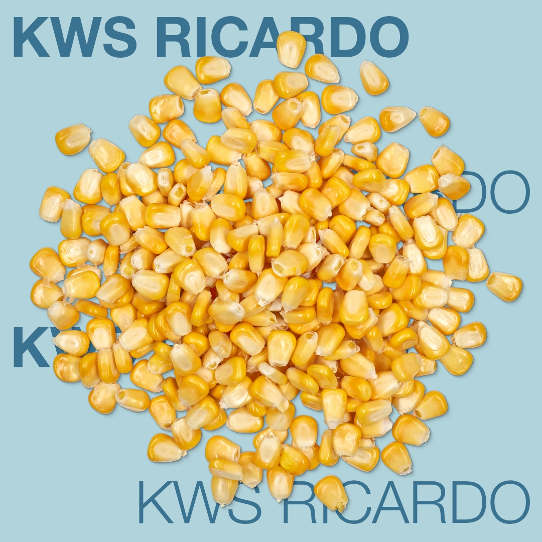 kws_ricardo_keyvisual_md_1x1_1.jpg