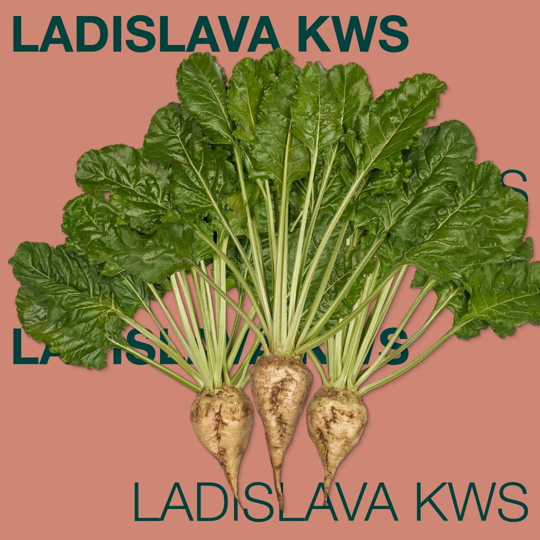 ladislava_kws_keyvisual_md_1x1_1.jpg