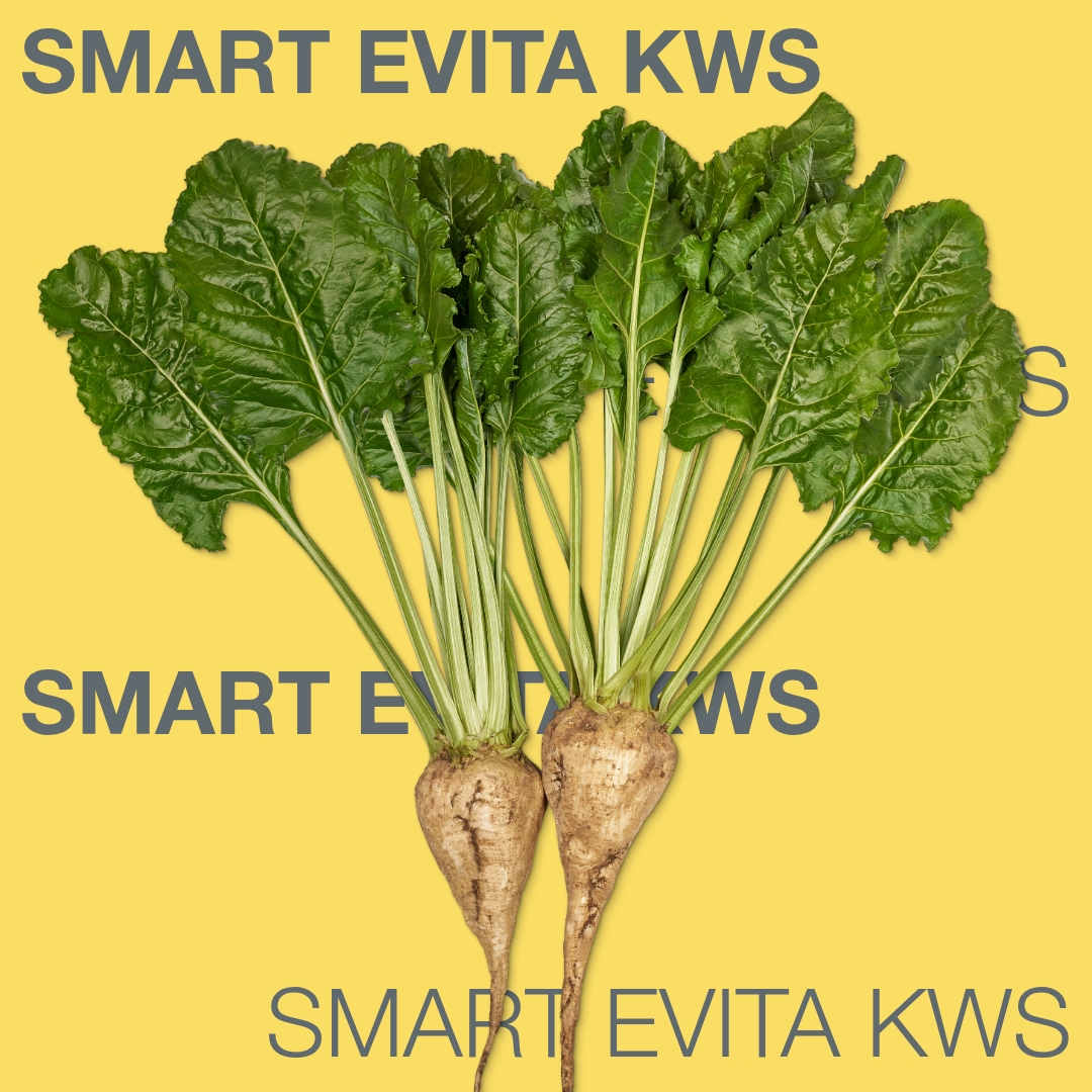 smart_evita_kws_keyvisual_md_1x1_1.jpg