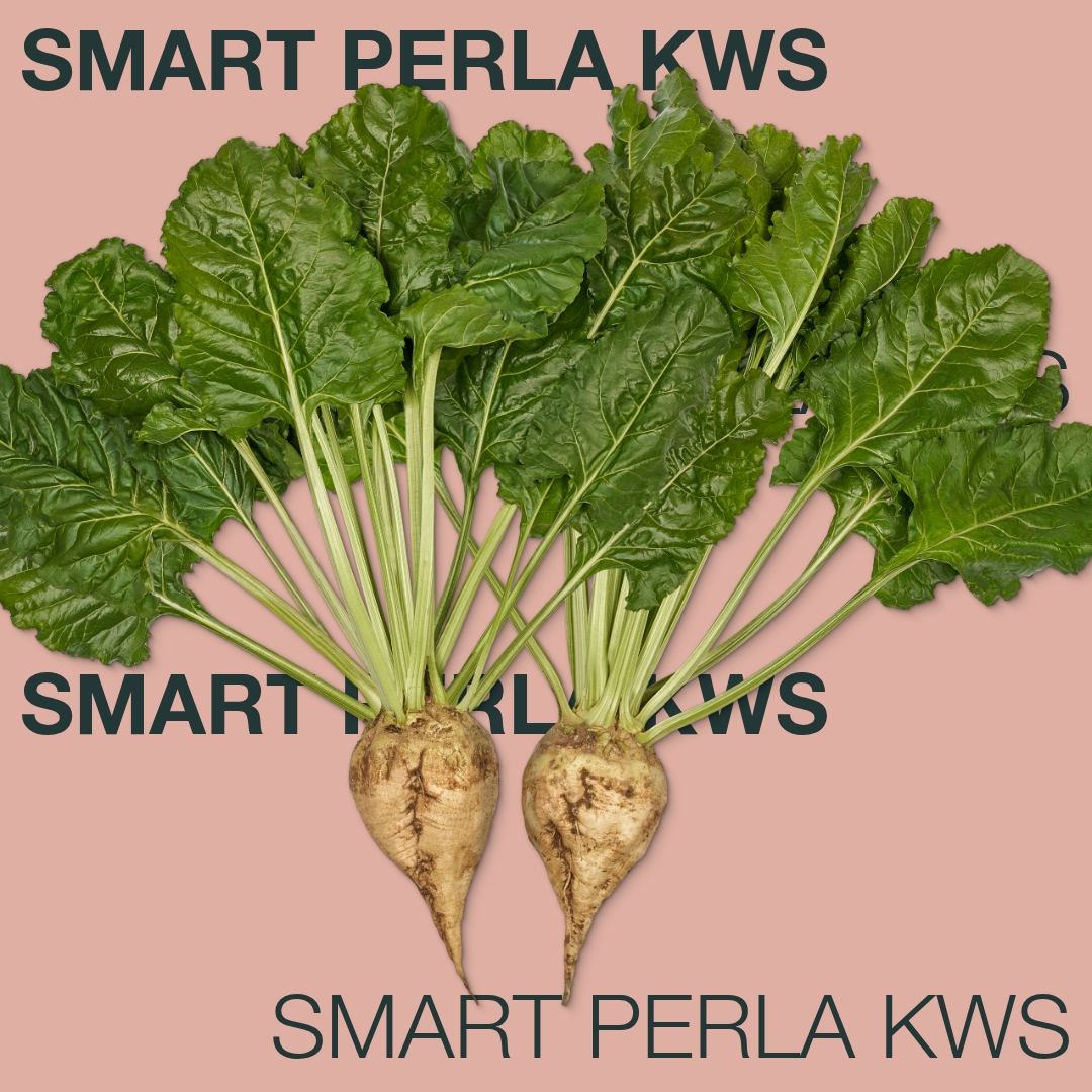 smart_perla_kws_keyvisual_md_1x1_1.jpg