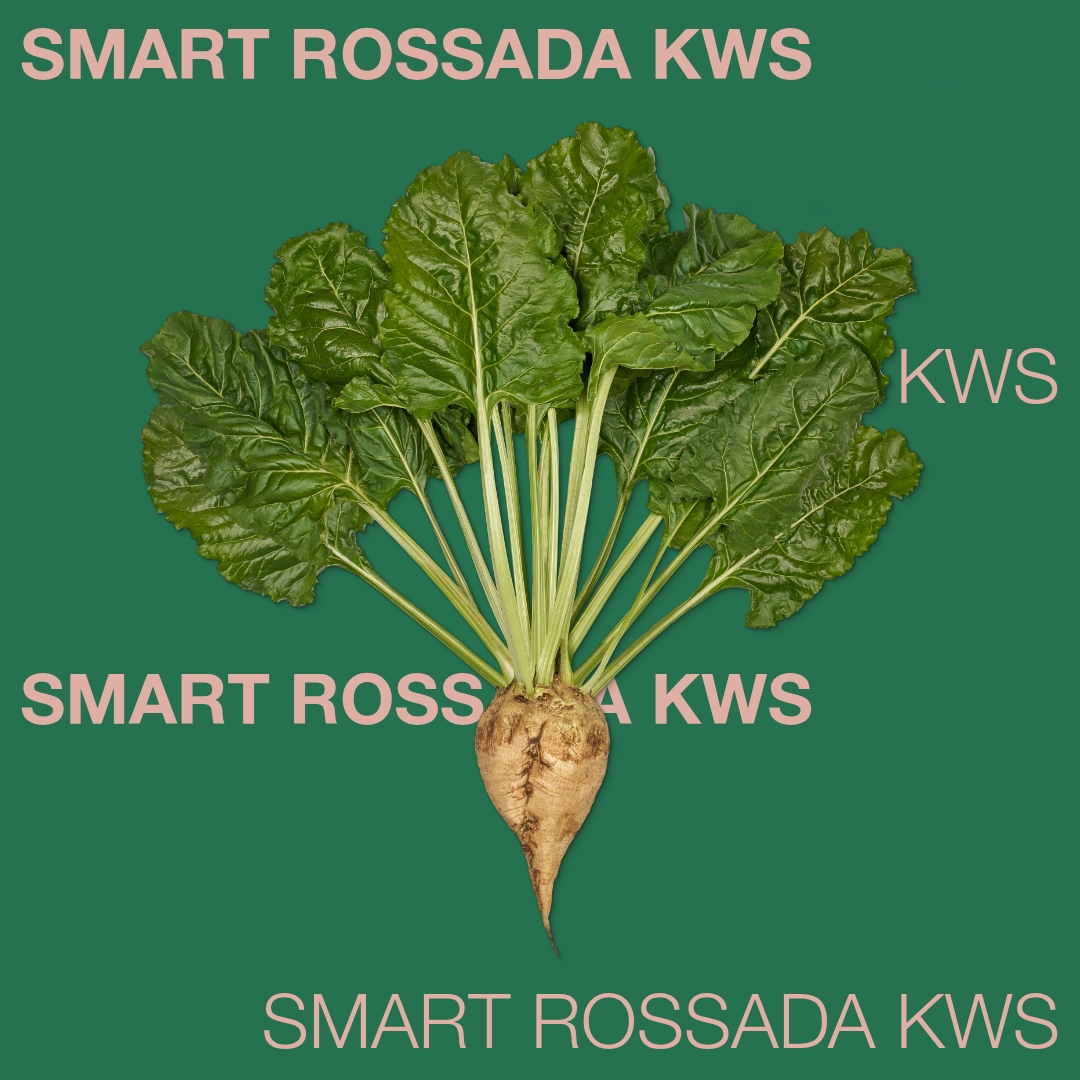 smart_rossada_kws_keyvisual_md_1x1_1.jpg