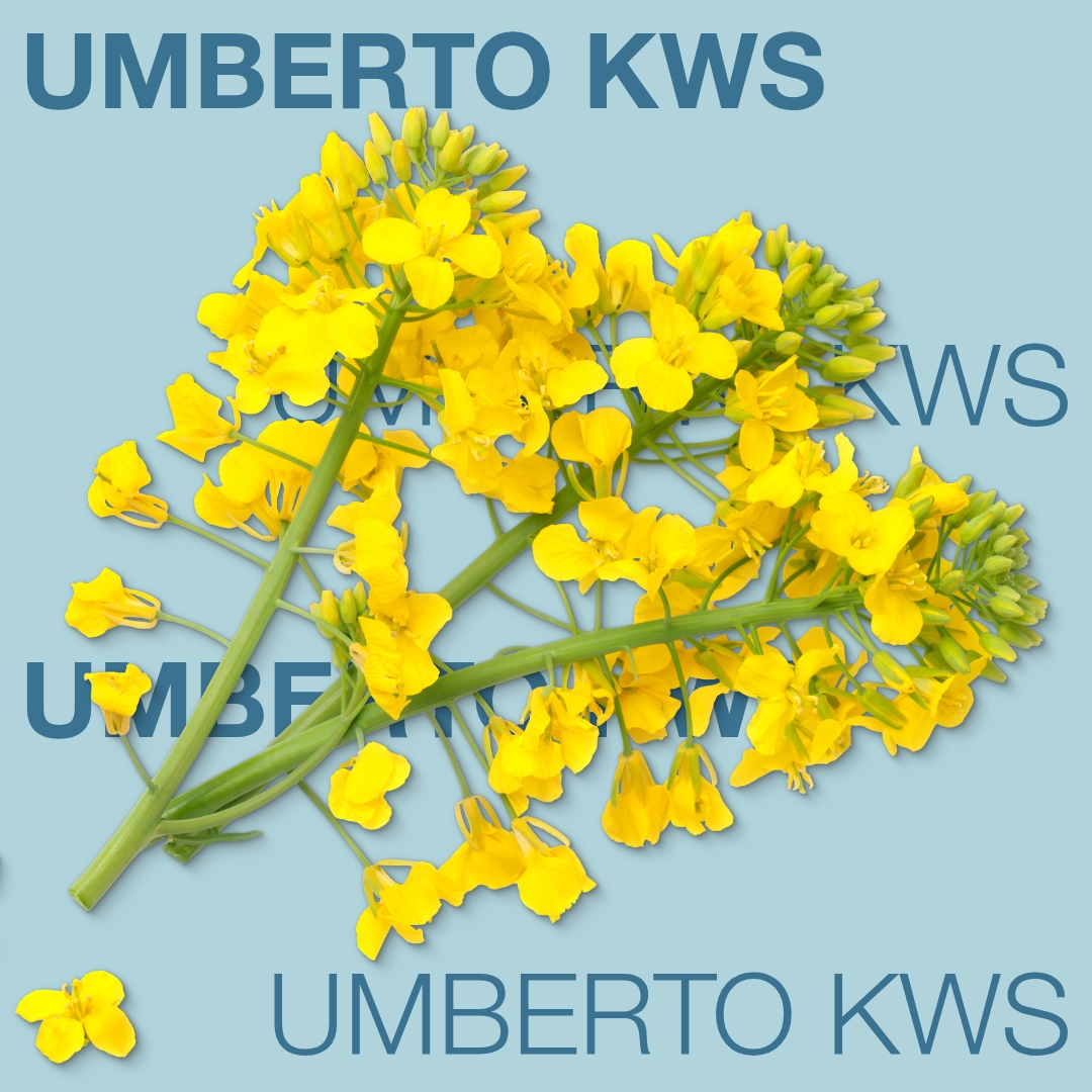 umberto_kws_keyvisual_md_1x1_1.jpg