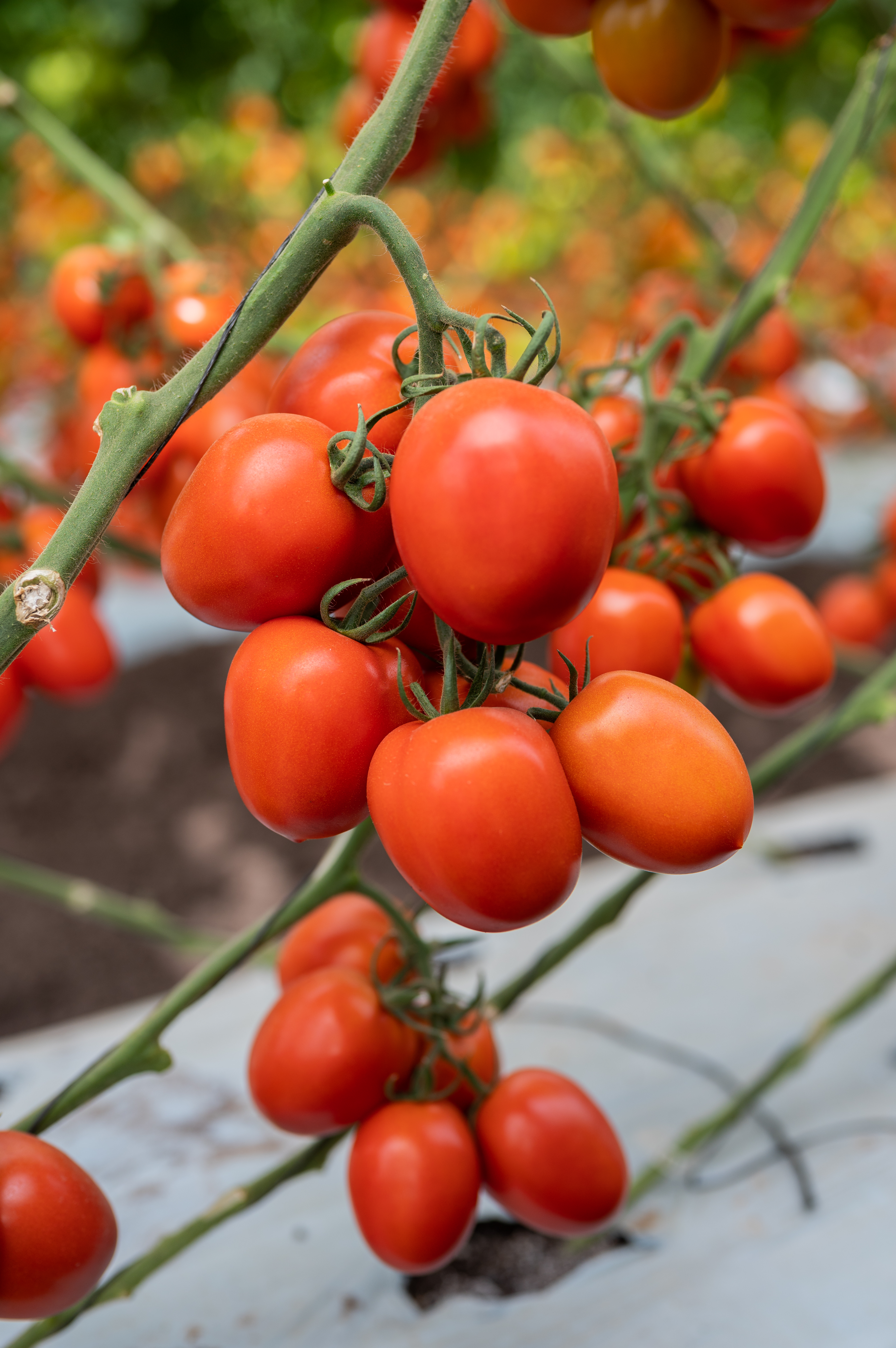 Arroqueño tomate