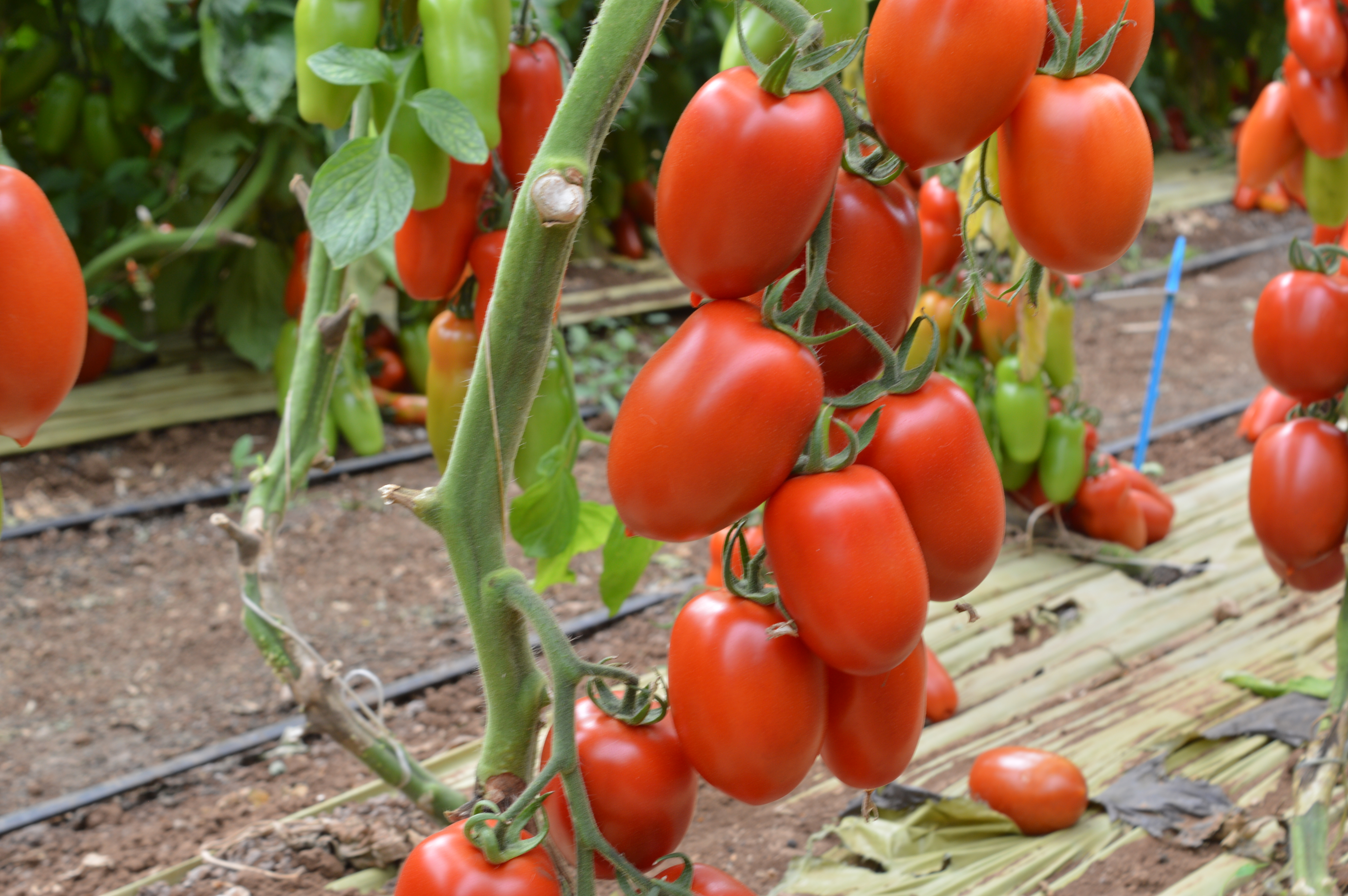 Malvia tomate