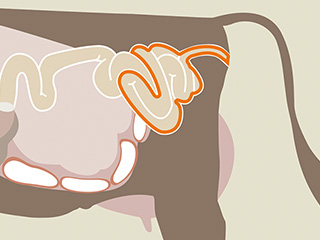 Illustratie van een koe, gemarkeerd gebied: Dikke darm