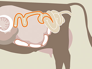 Illustratie van een koe, gemarkeerd gebied: Dunne darm