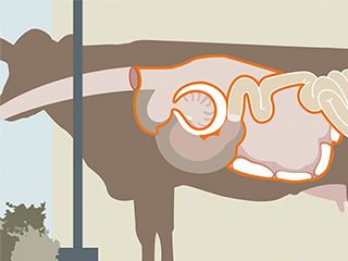 Illustratie van een koe, gemarkeerd gebied: Pens en Reticulum
