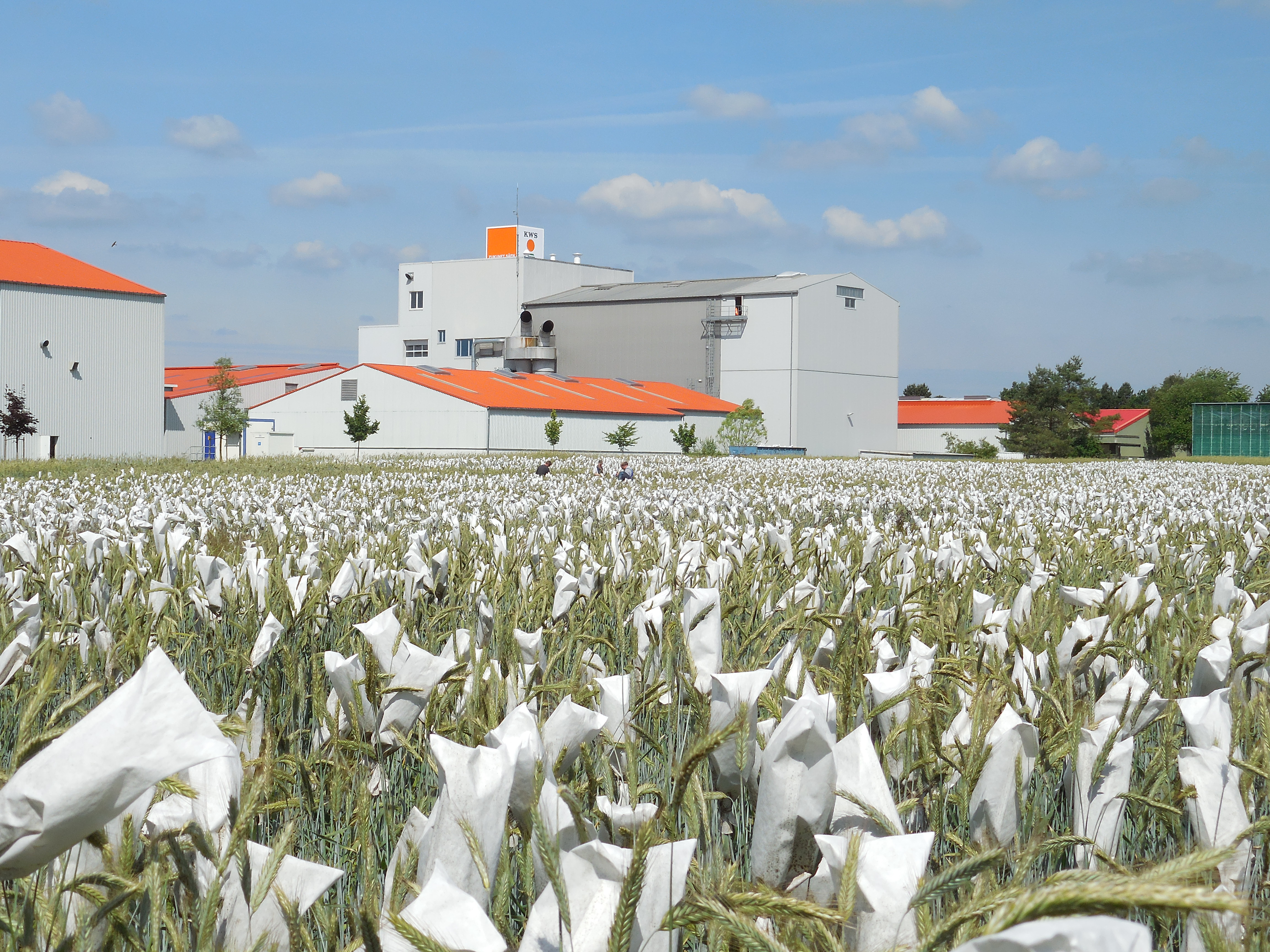 Veredelingscentrum en kweektuin van KWS Cereals in Wohlde