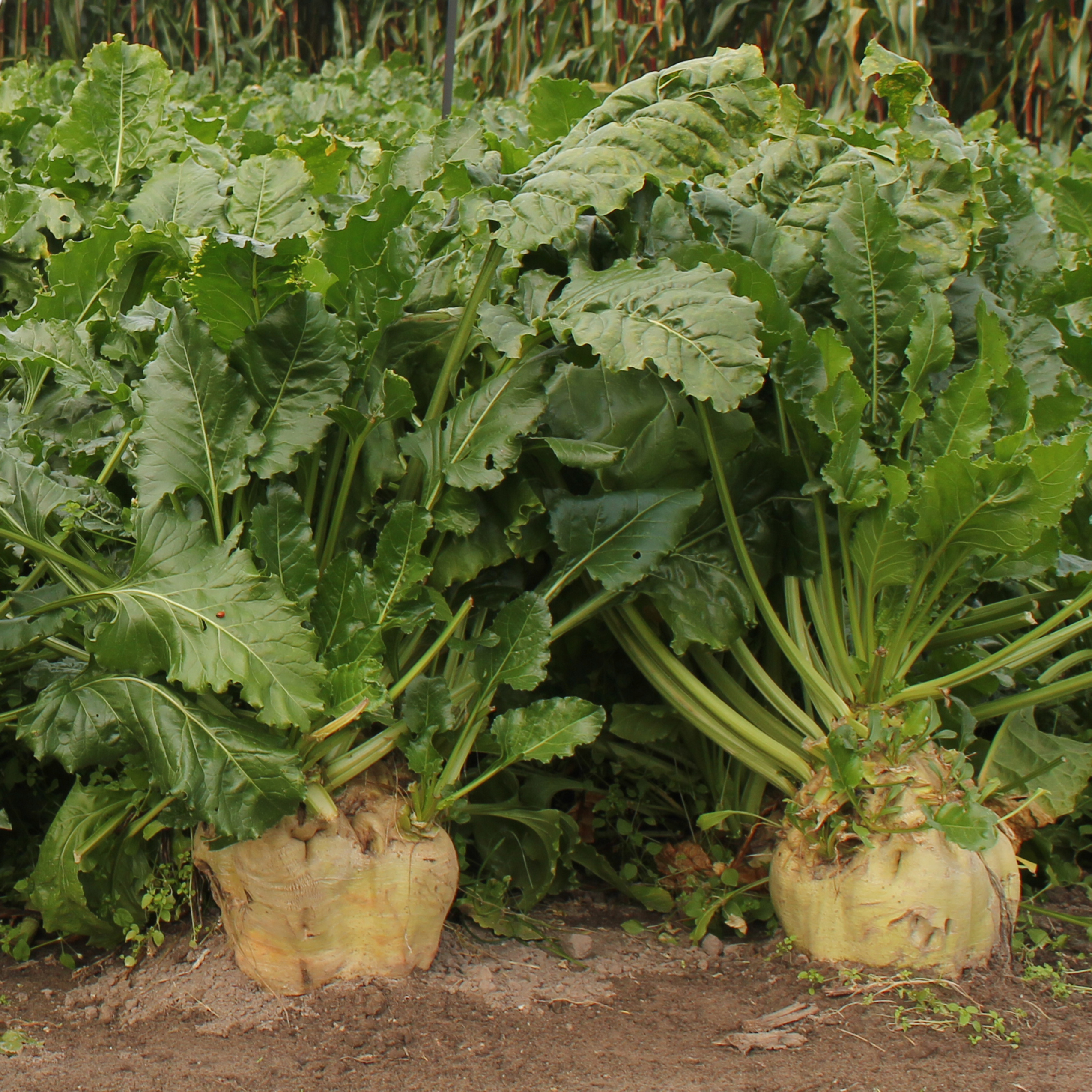 Door de gladde bieten is Feedbeet bijzonder schoon te rooien