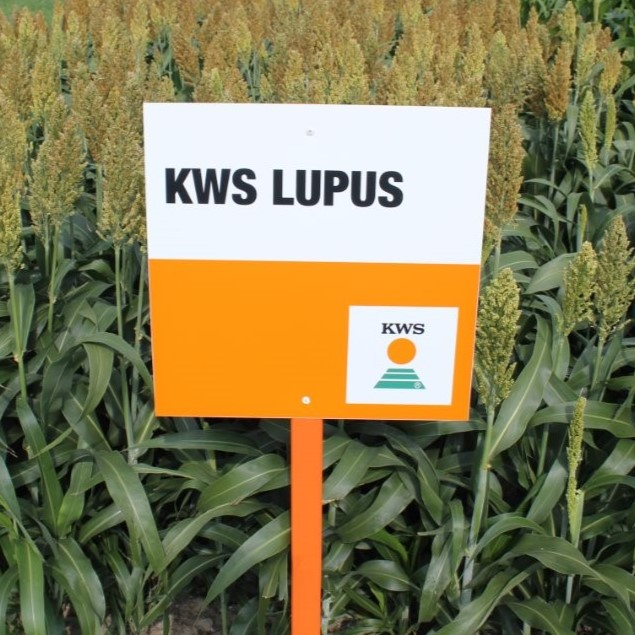 kws_lupus.png