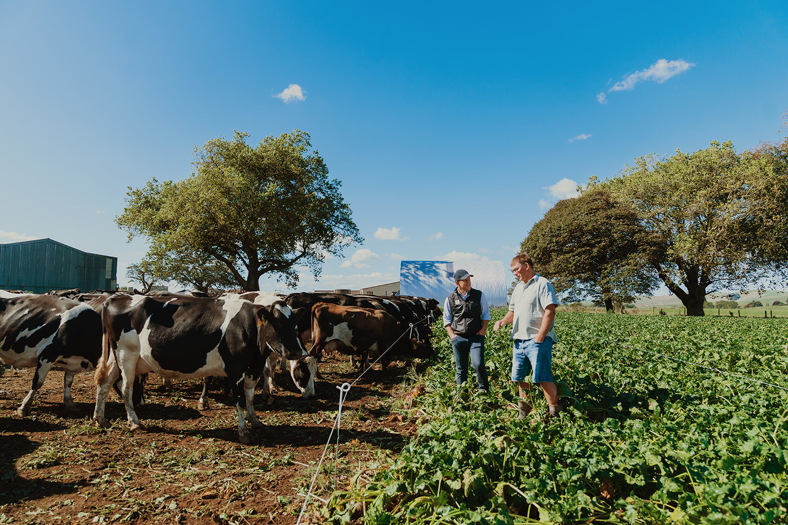 albyanderson_otorohanga_grazing02.jpg
