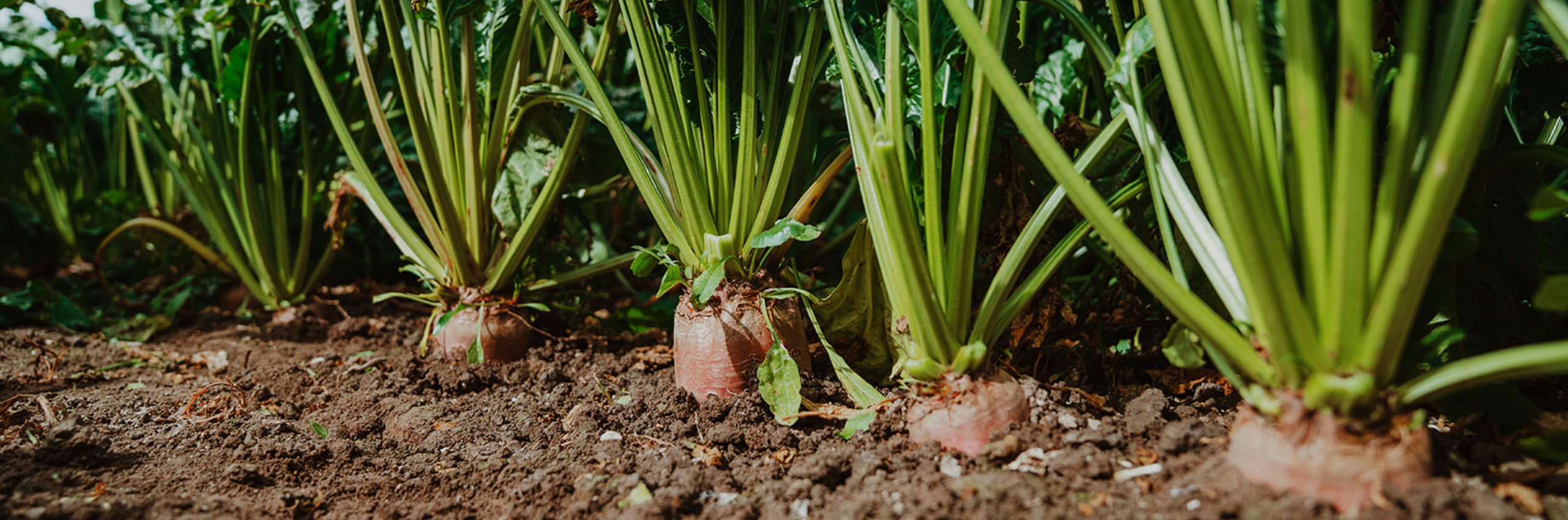 banner_fodderbeet_riversdale.png