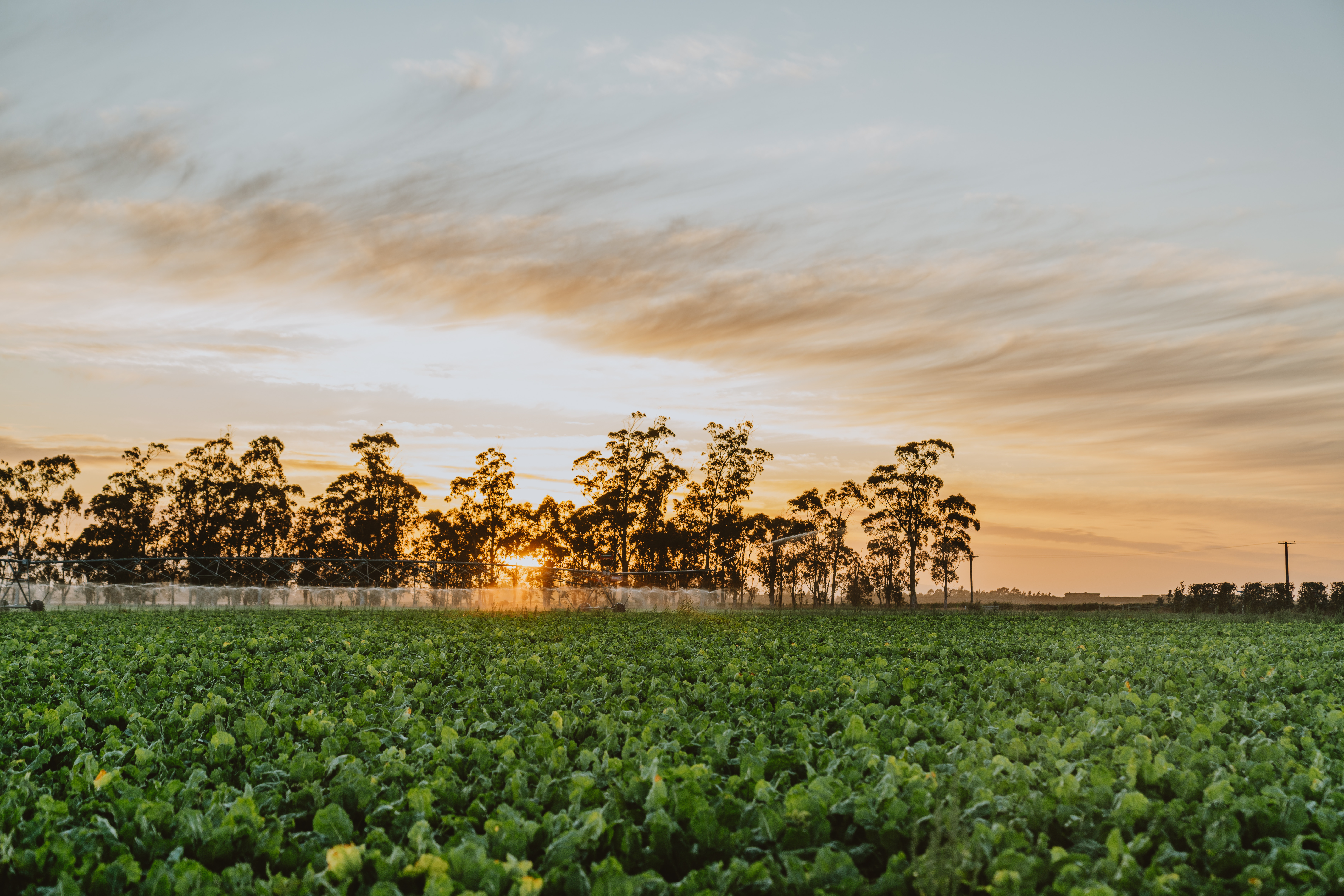 Irrigation system 