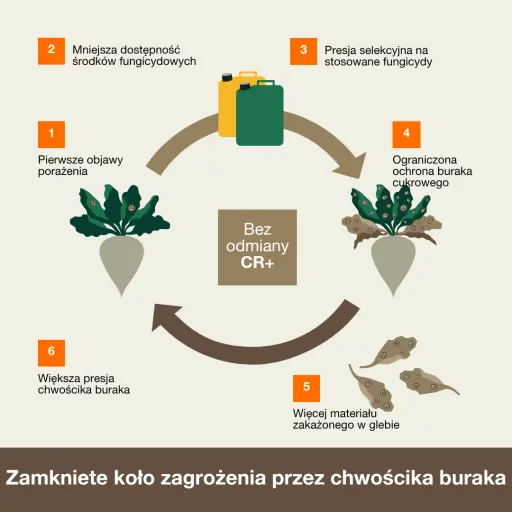 Cykl rozwoju chwościka