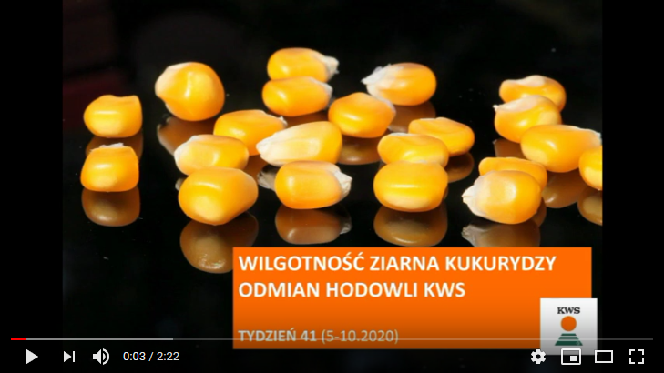 kws-porada-wilgotnosc-ziarna-cz-2.png