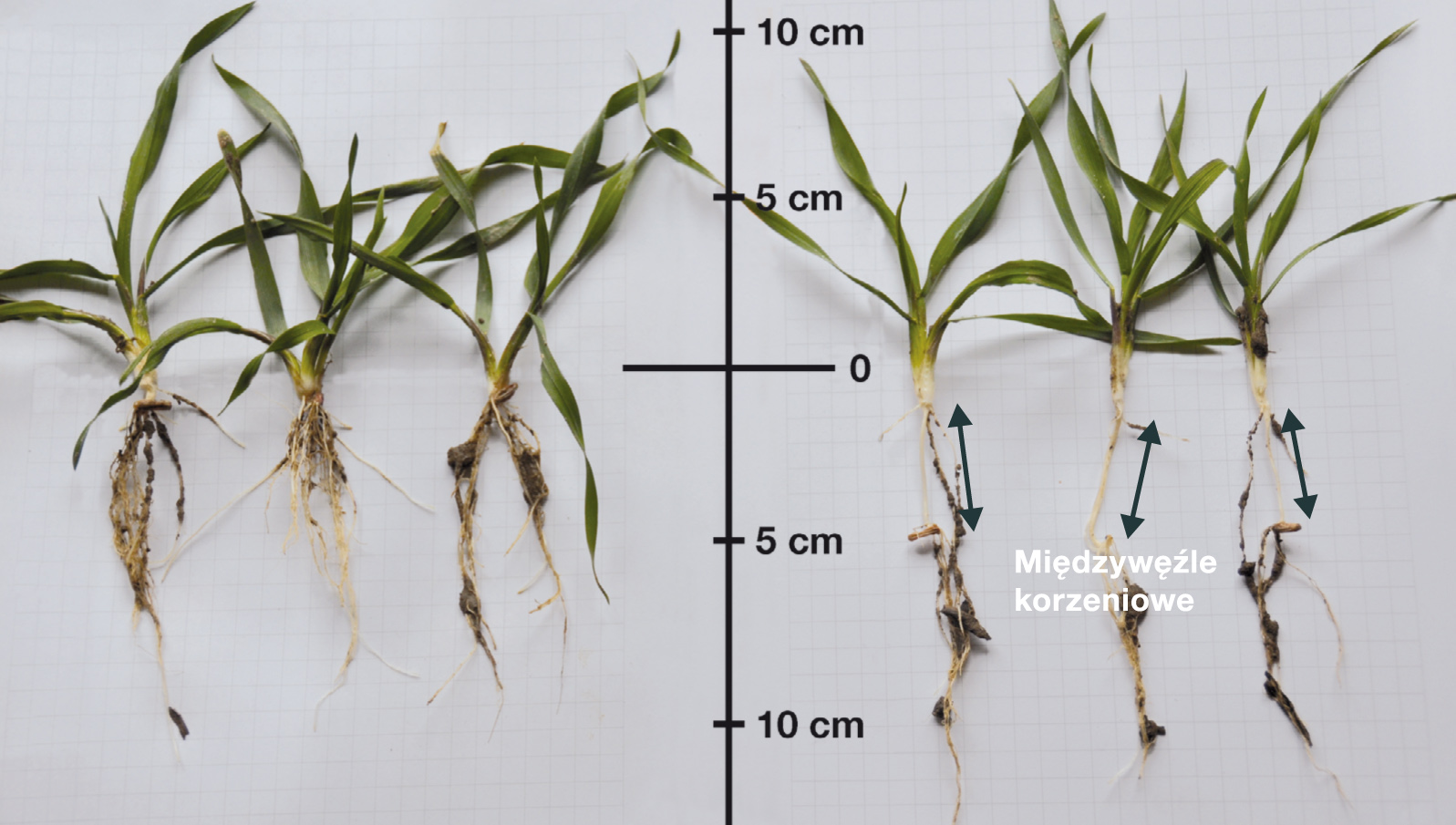 Foto nr 2. Wszystkie rośliny żyta pochodzą z  jednego terminu siewu oraz tego samego pola, fotografia wykonana w końcu października. Rośliny z lewej strony fotografii, siew prawidłowy na głębokość 2 cm, rośliny z prawej strony fotografii siew wykonany na głębokość 5 cm: mała masa korzeniowa, osłabiony rozwój, słabsze krzewienie, wytworzone bardzo długie międzywęźle korzeniowe – stan nieprawidłowy.