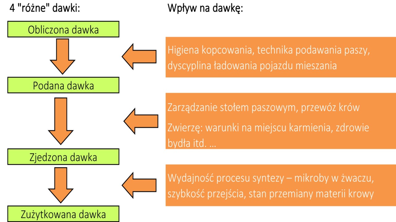 zywienie_krow_mlecznych.jpg