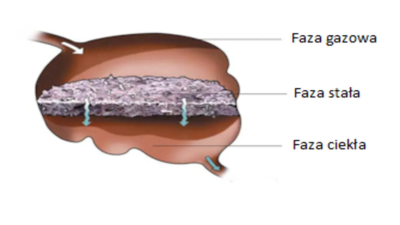 fizjologia_ywienia.png