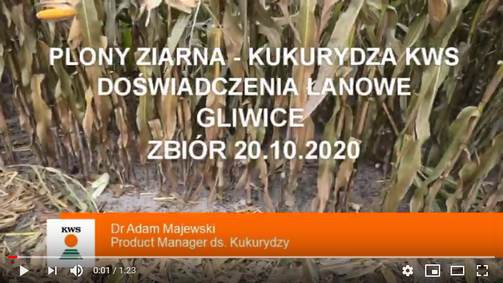 plony-ziarna-kukurydza-kws-doswiadczenia-%C5%82anowe-gliwice-20-10-2020.png