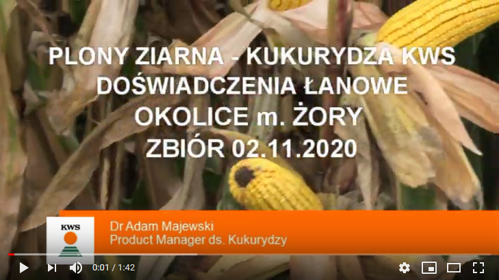 plony-ziarna-kukurydza-kws-doswiadczenia-%C5%82anowe-zory-2-11-2020.png