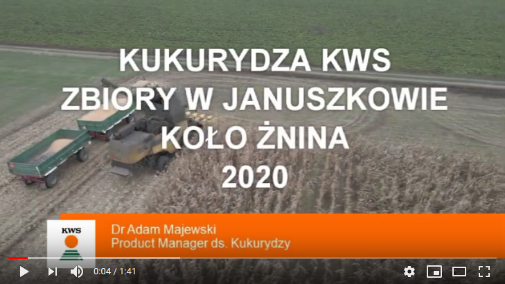 plony-ziarna-kukurydza-kws-zbiory-januszkowo-znin-12-11-2020.png