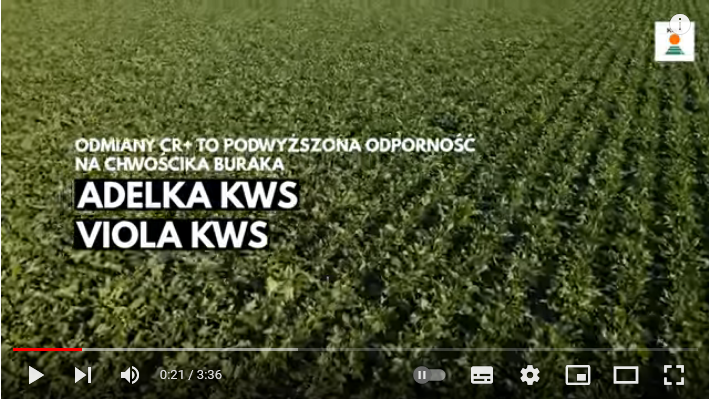 screenshot-2022-11-28-at-11-39-20-kws-polska.png