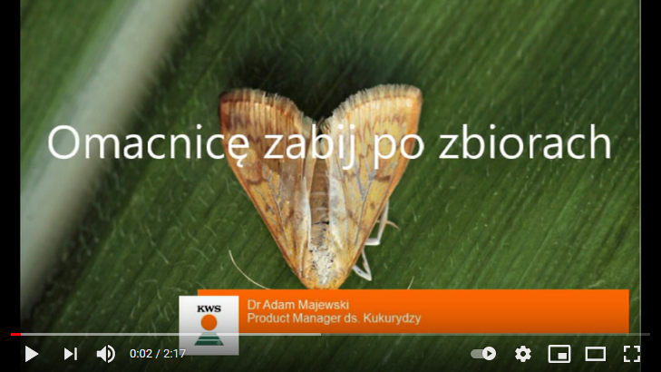 screenshot_2021-01-11-kws-porada-kiedy-jest-najlepszy-termin-zwalczania-omacnicy.png