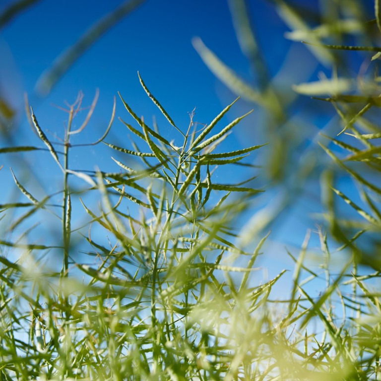 kws_sanchos_image-1000.jpg