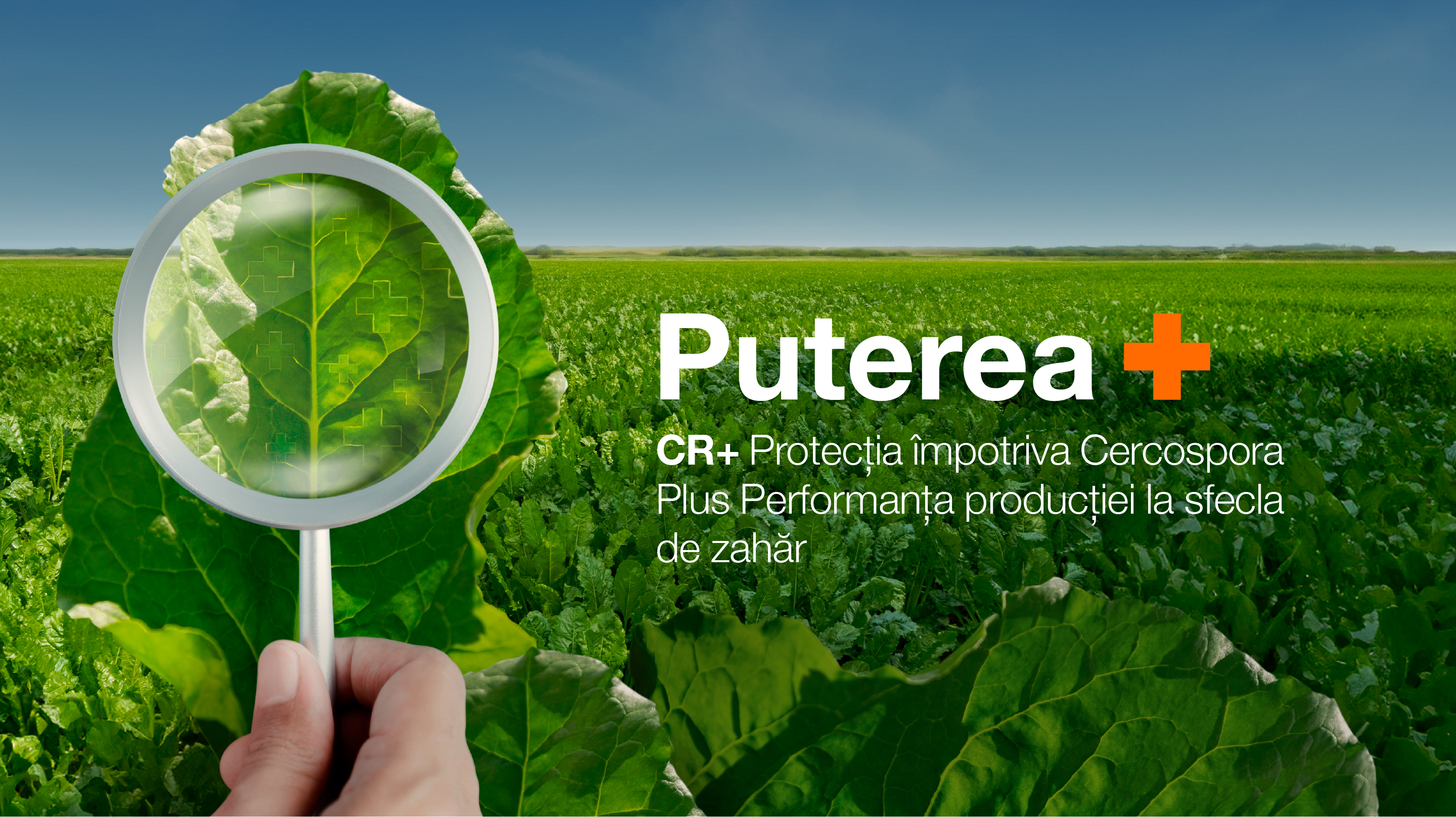 cercospora protection yield