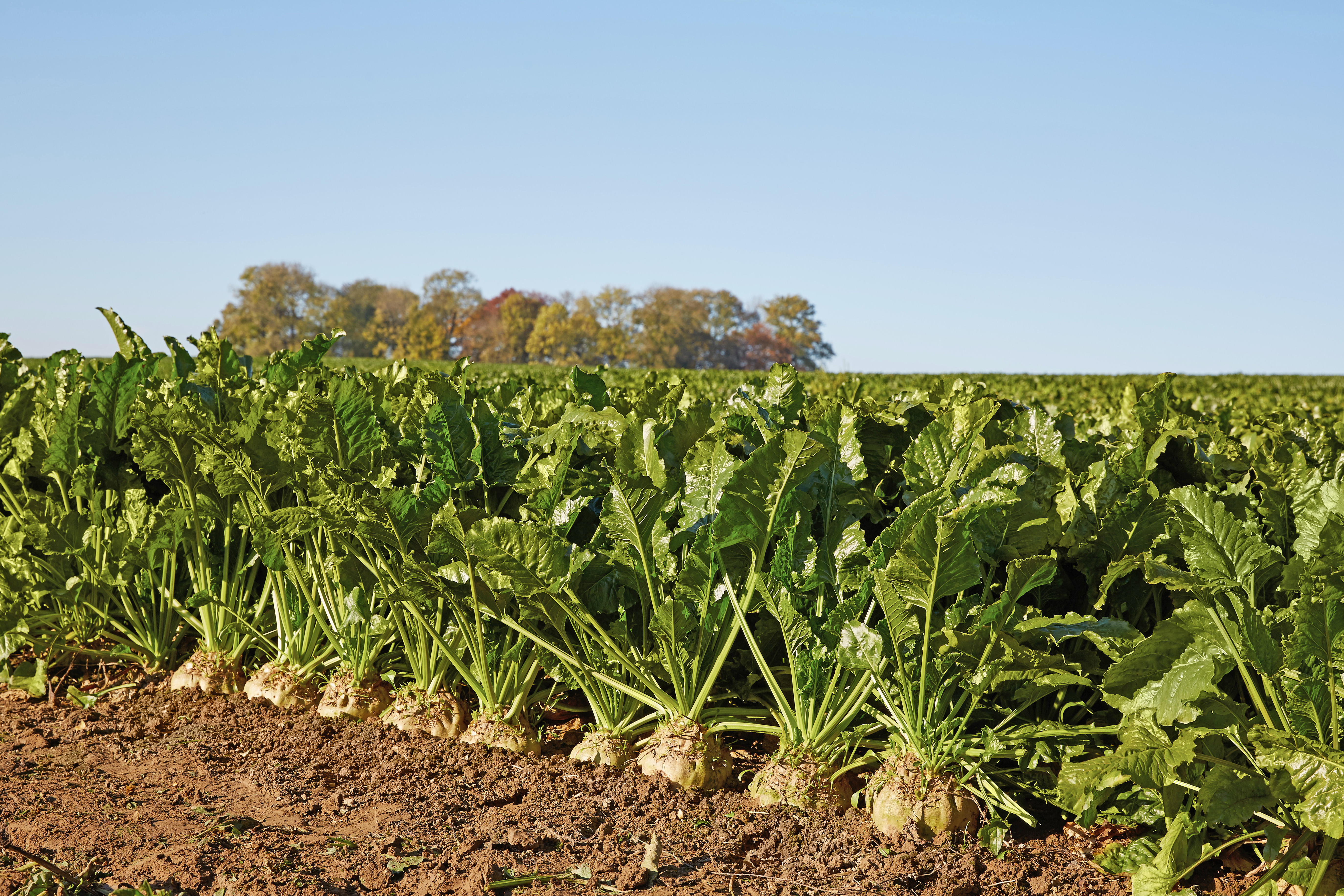 septembrie_kws2015_sugarbeet_harvest_1y8a9635.jpg