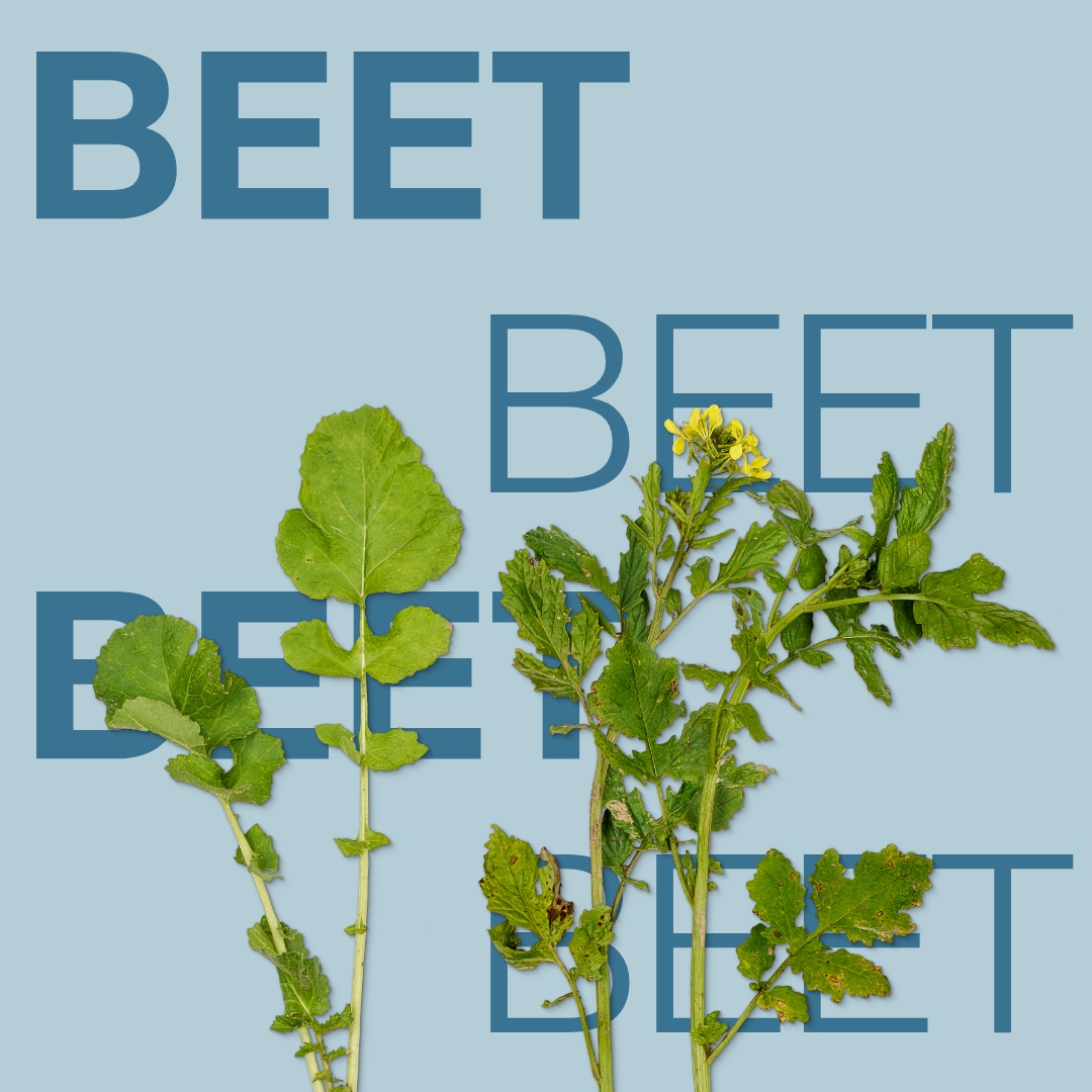 beet_keyvisual_rs_1x1_1.jpg