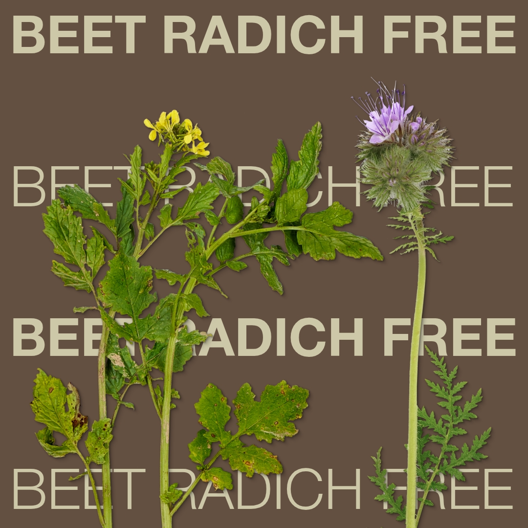 beet_radich_free_keyvisual_rs_1x1_1.jpg