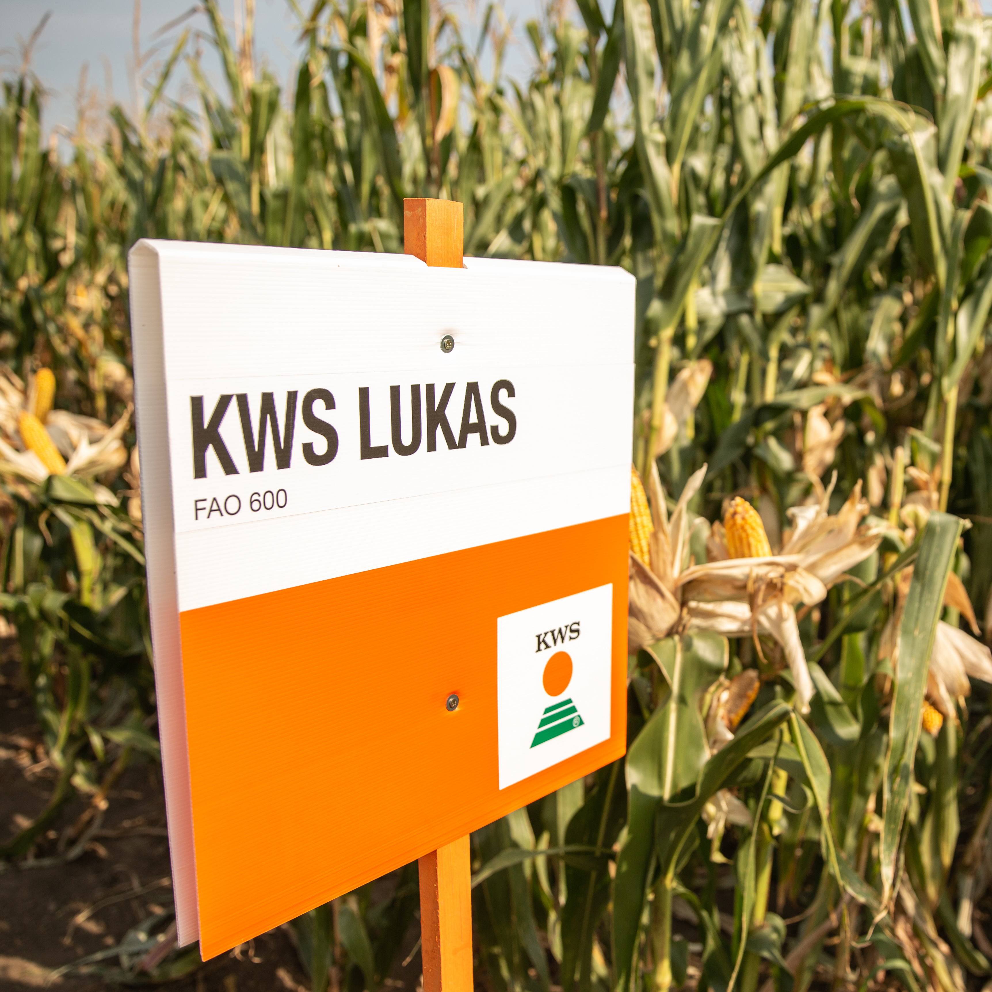 kws-lukas-crop.jpg